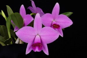 Cattleya praestans Brandi AM 86 pts.